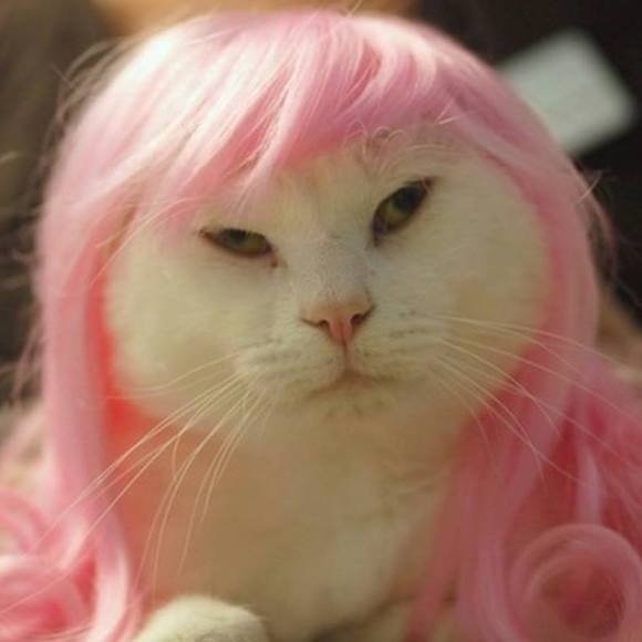 Meet your Posher, Lucy - Picture 1 of 1